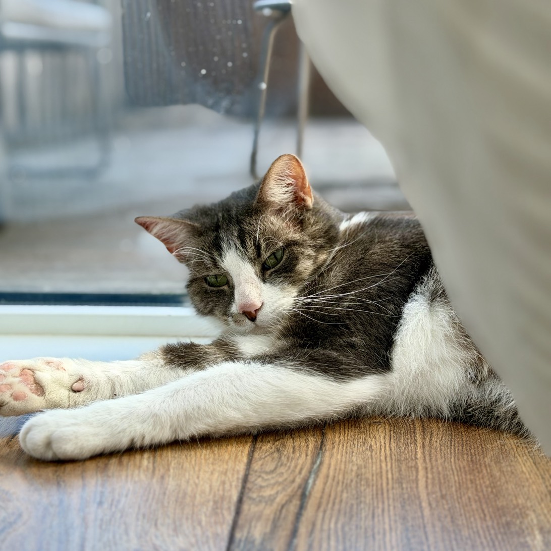 Kris, a cat found on Chonk Finder