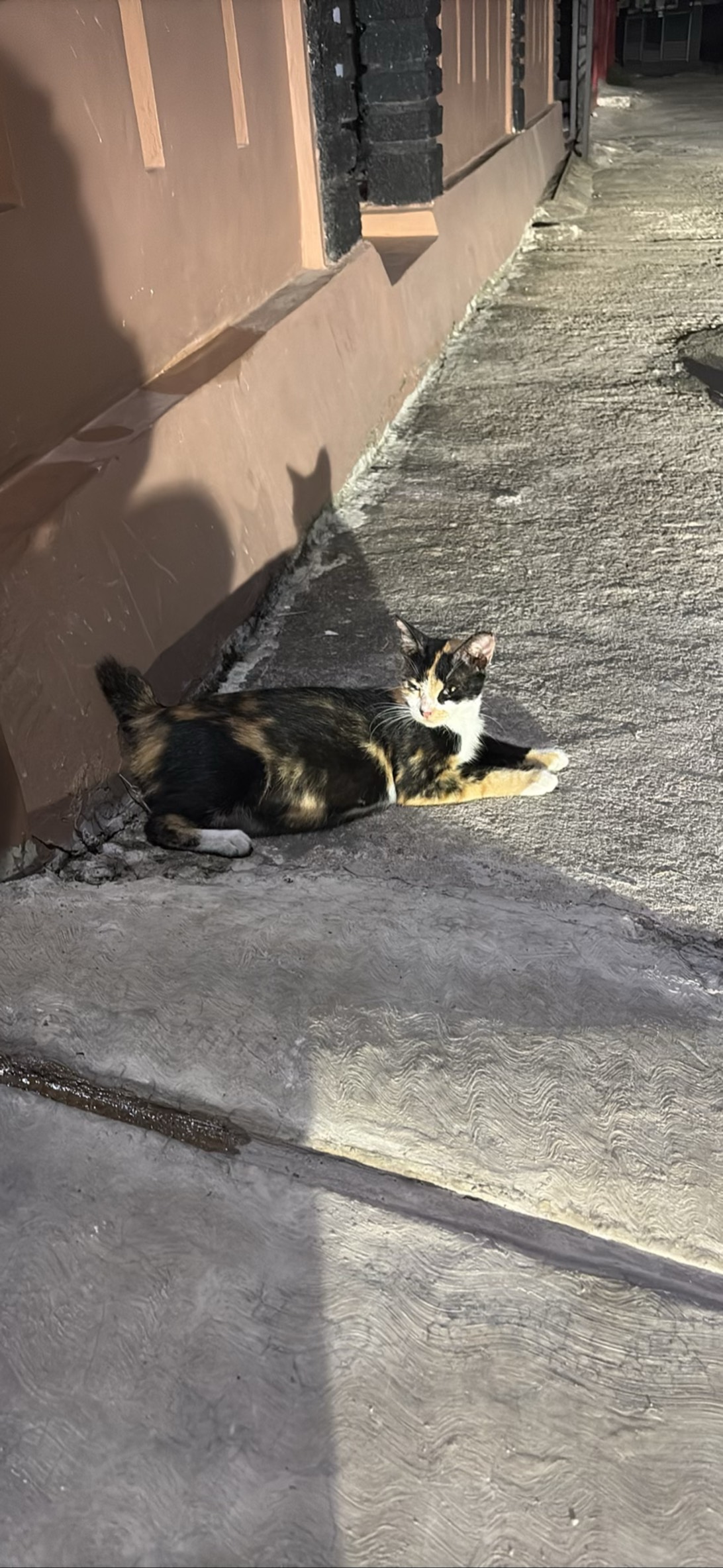 Nora, a cat found on Chonk Finder