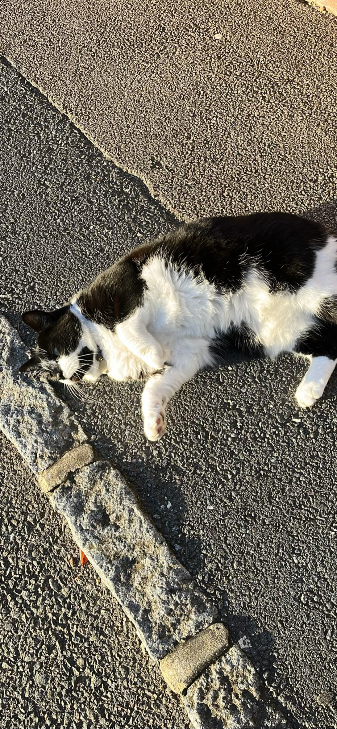 Greedy, a cat found on Chonk Finder
