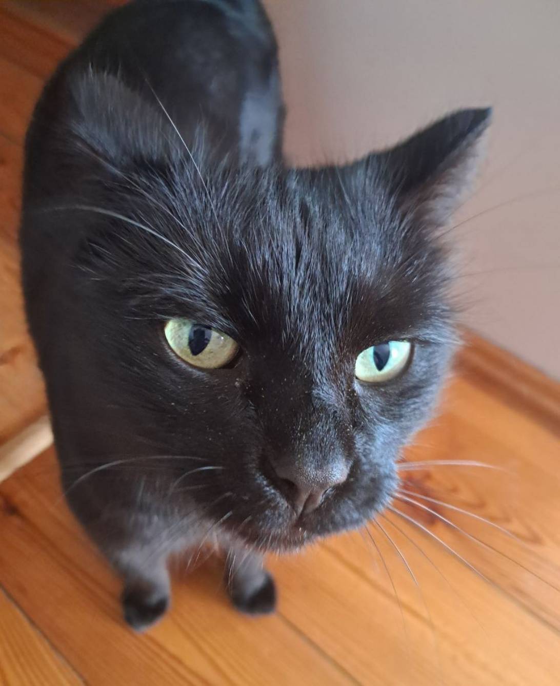 kasiunia, a cat found on Chonk Finder