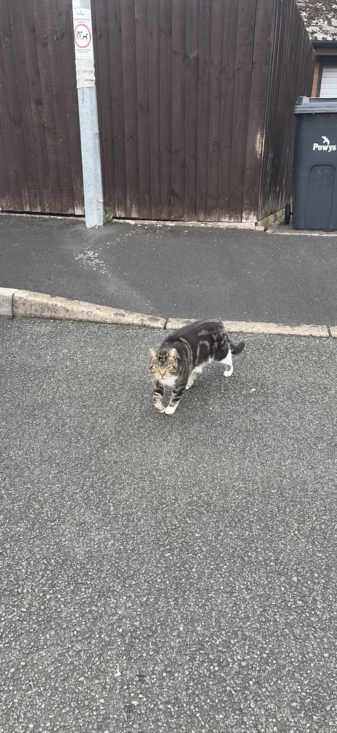 Buddy, Brecon