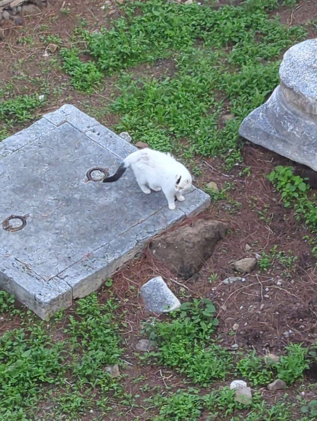 Capone, a cat found on Chonk Finder