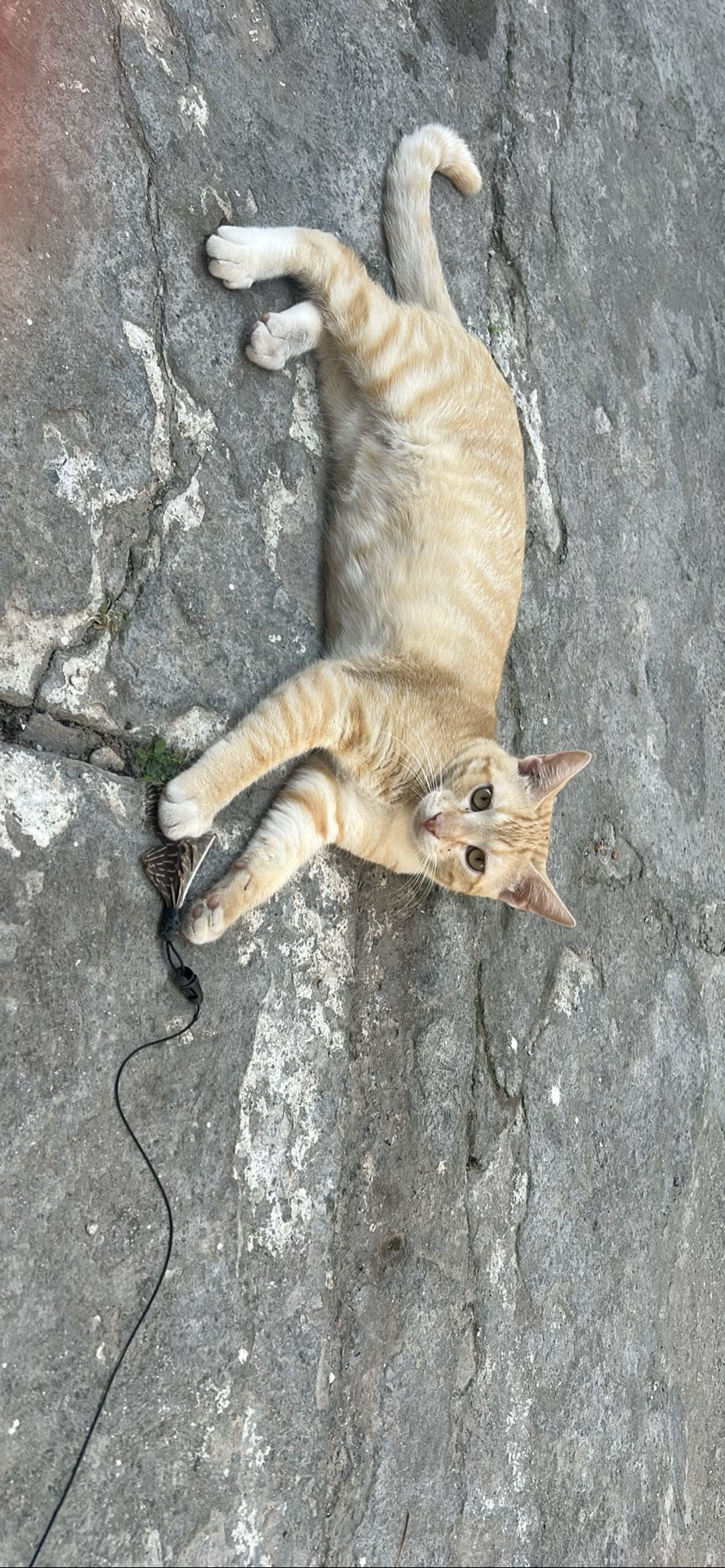 Orangino, a cat found on Chonk Finder