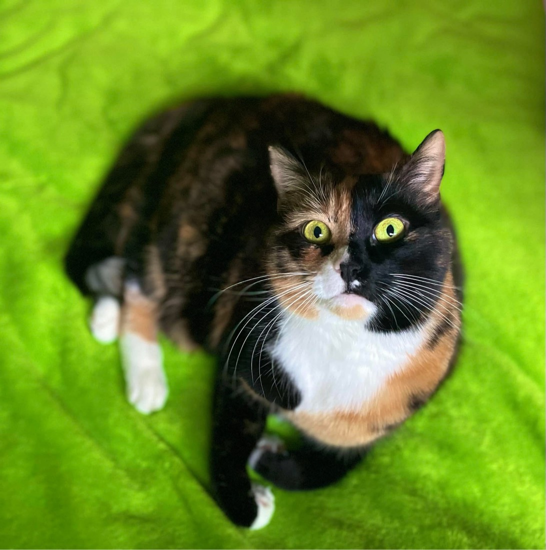 Jewels, a cat found on Chonk Finder