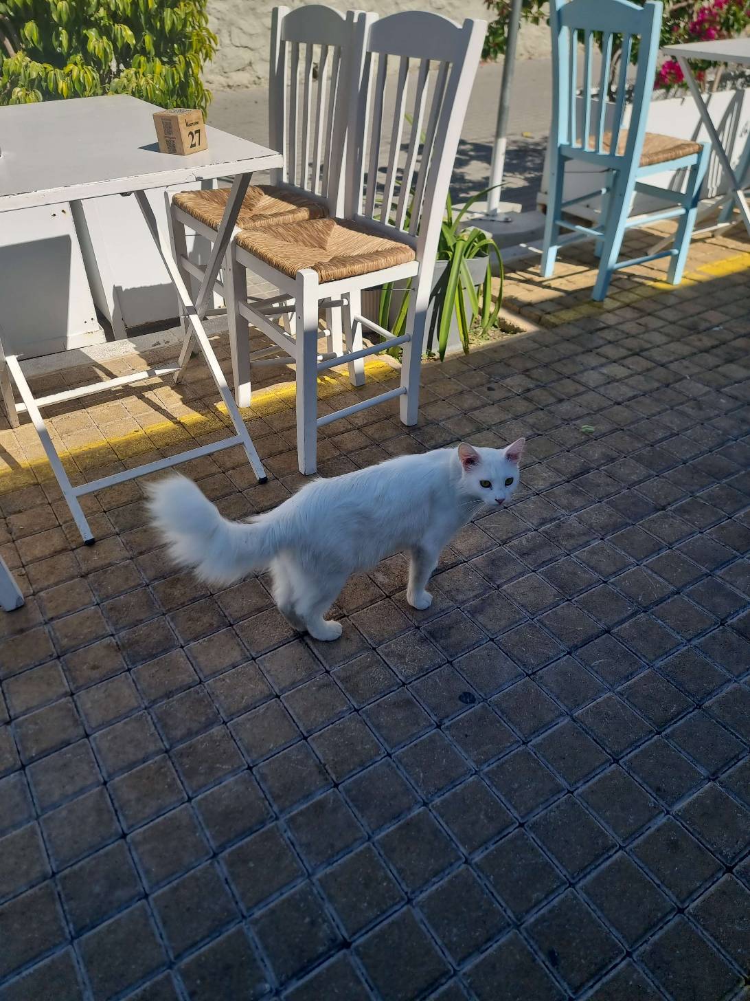 Soula, a cat found on Chonk Finder