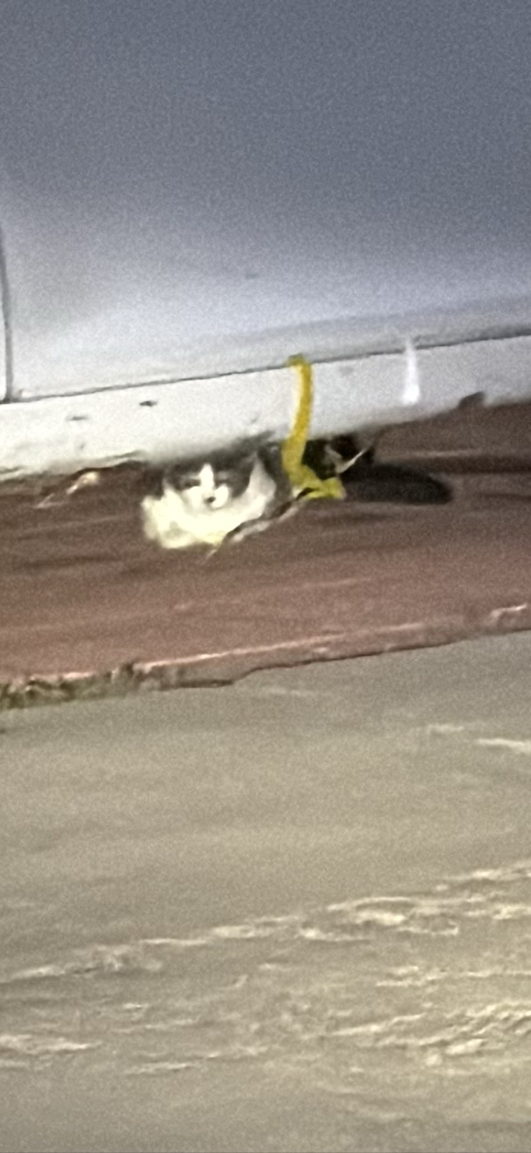 Bunker, a cat found on Chonk Finder