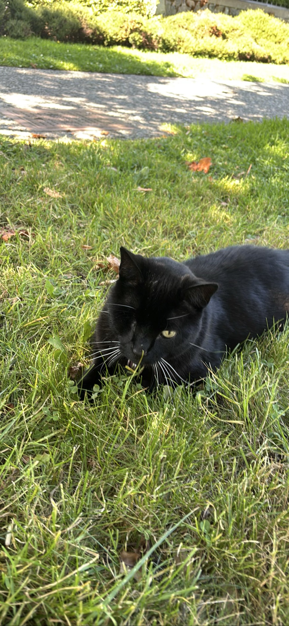 KEVIN, a cat found on Chonk Finder