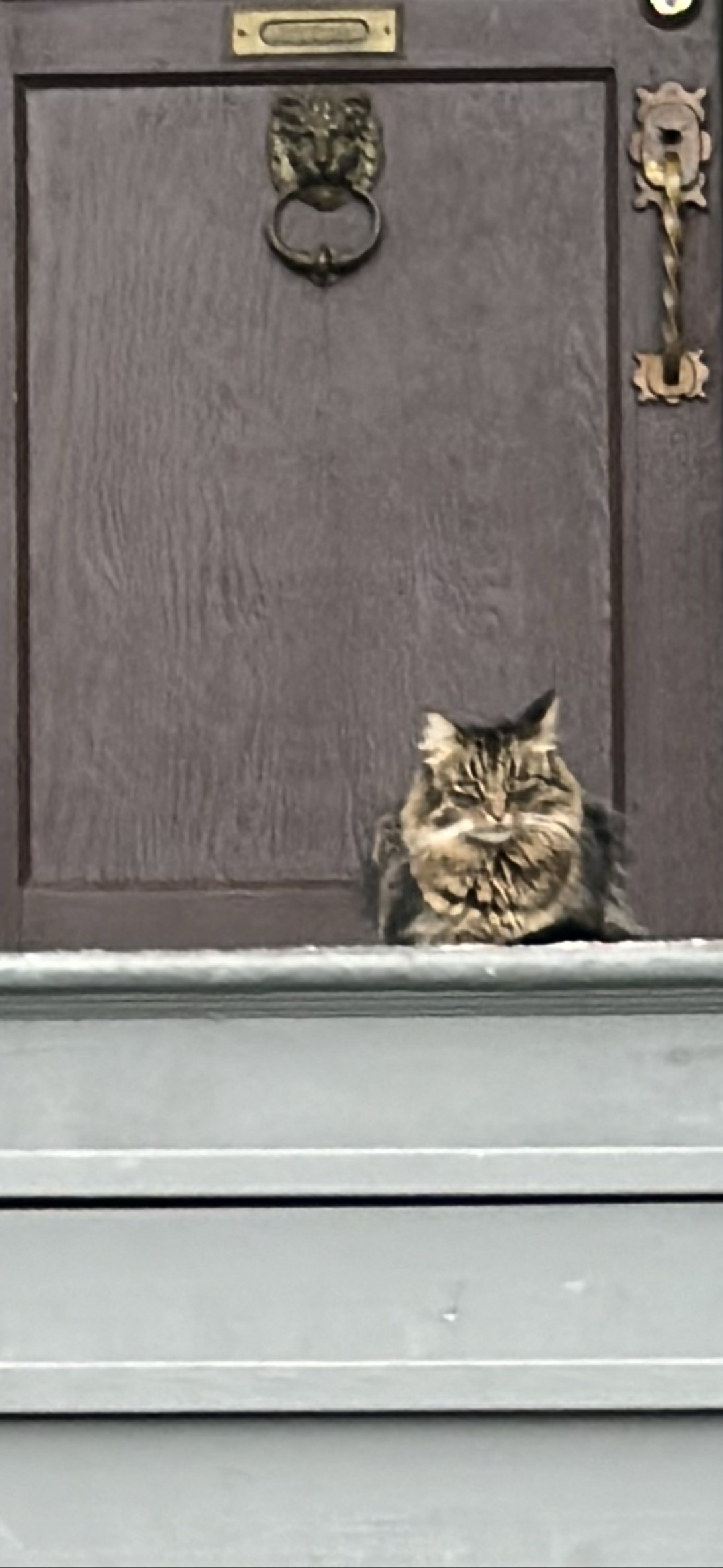 Mip, a cat found on Chonk Finder