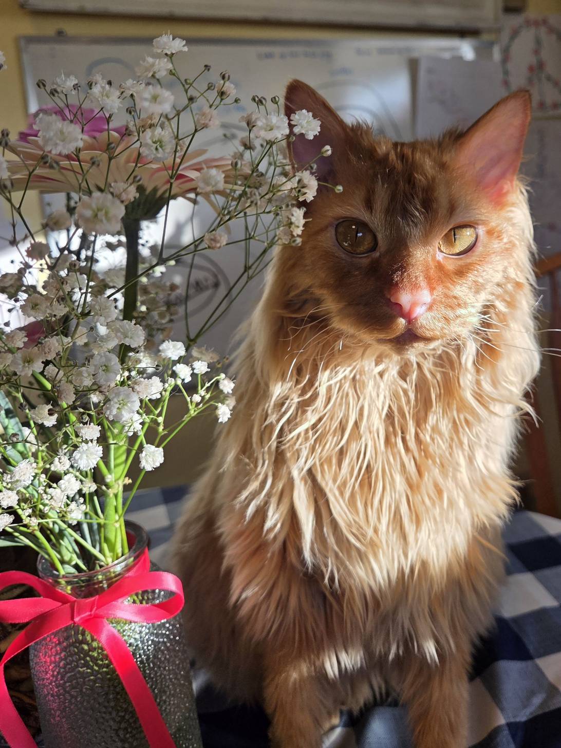 Oliver, a cat found on Chonk Finder