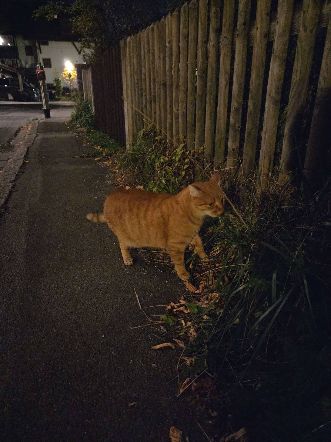 Clive, a cat found on Chonk Finder