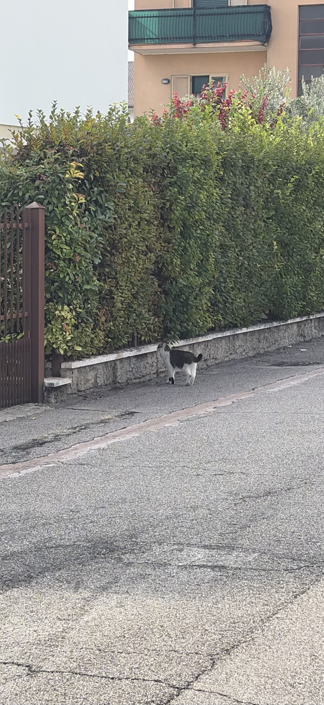rocco, a cat found on Chonk Finder
