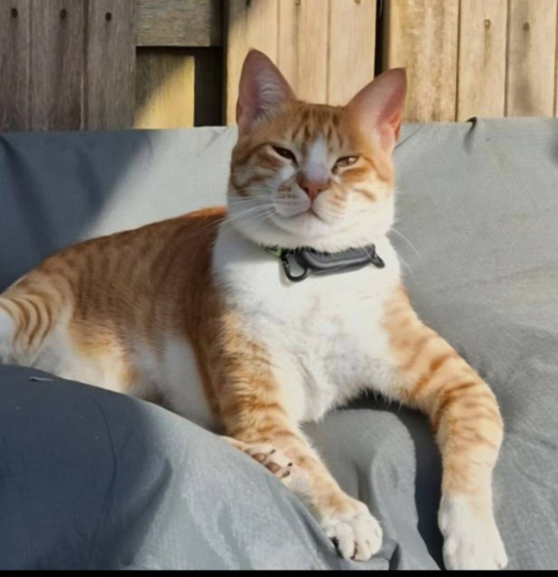 DOBBIE, a cat found on Chonk Finder