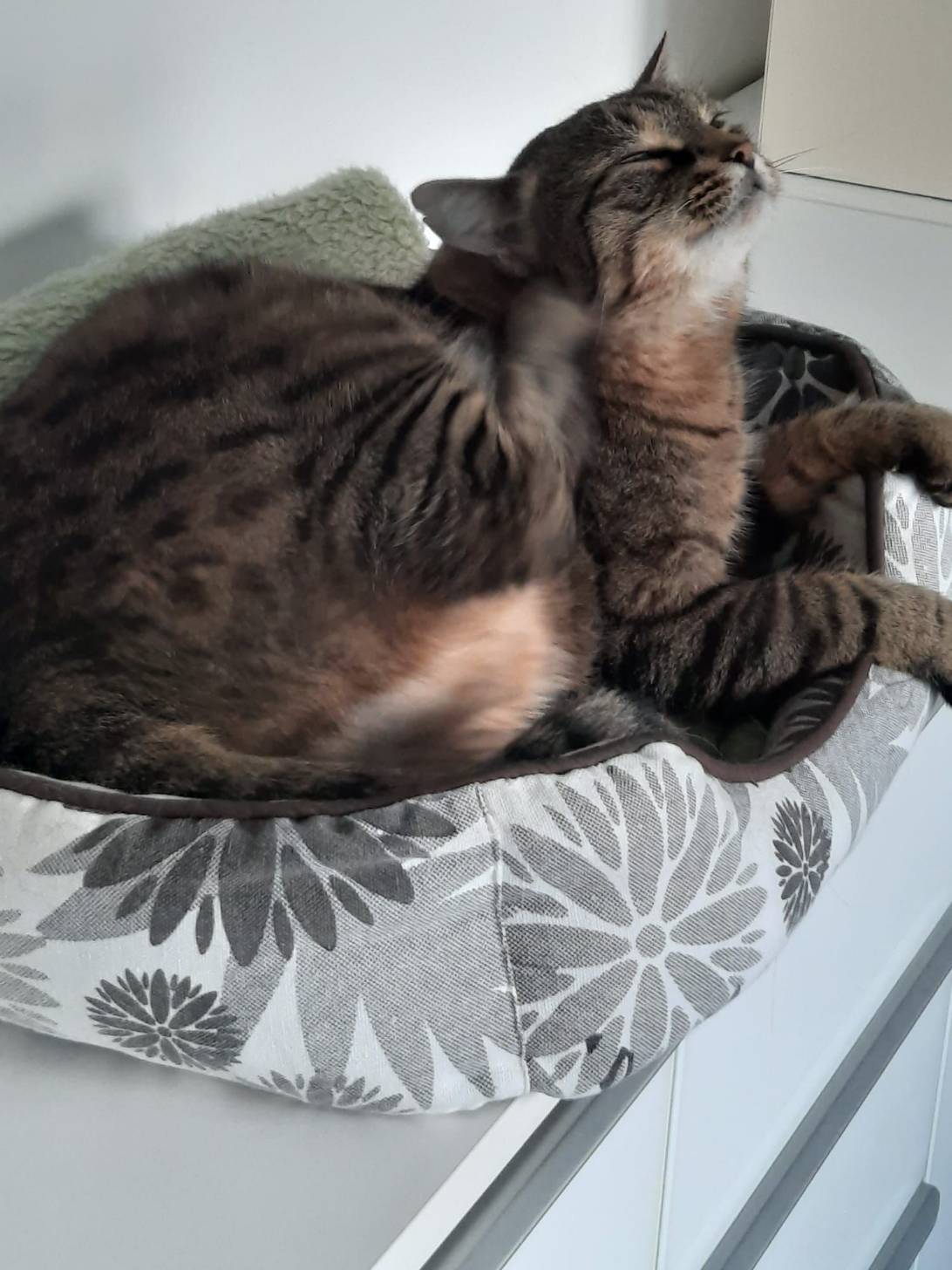 Garry, a cat found on Chonk Finder