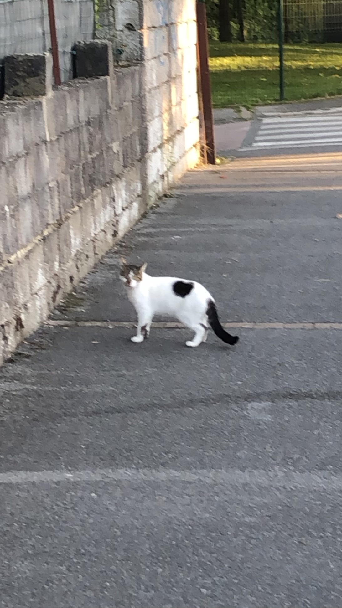 Blanckito, a cat found on Chonk Finder