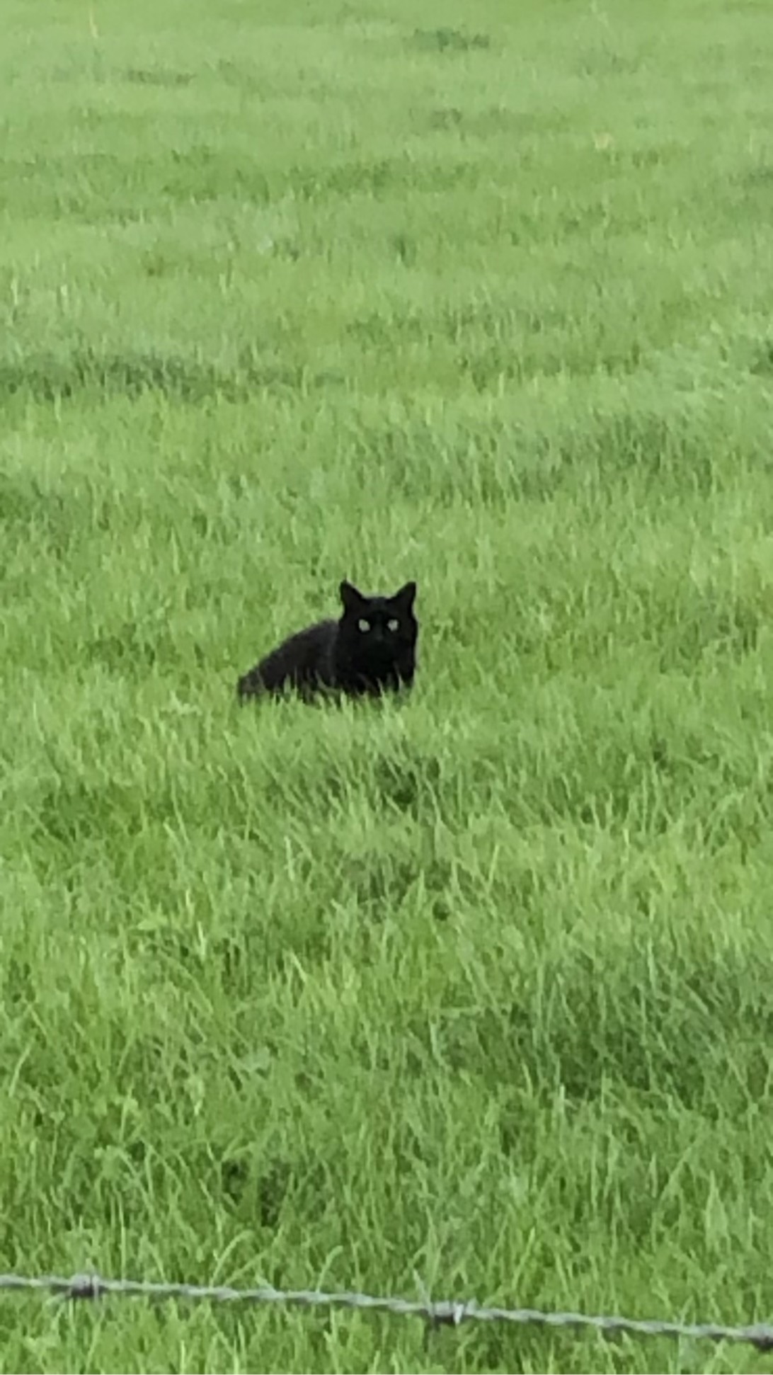 Baltazar, a cat found on Chonk Finder