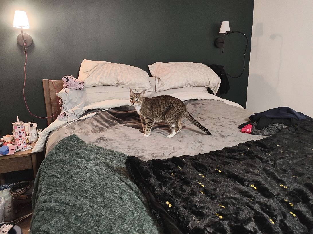 Bella, a cat found on Chonk Finder