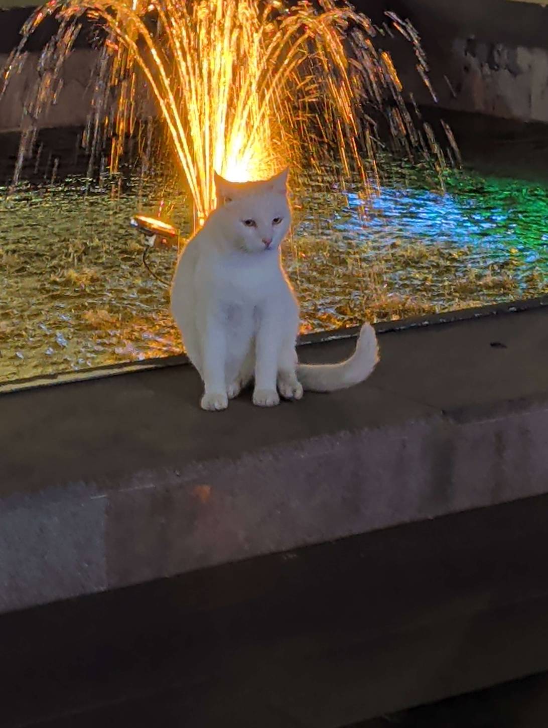 Skarkle, a cat found on Chonk Finder