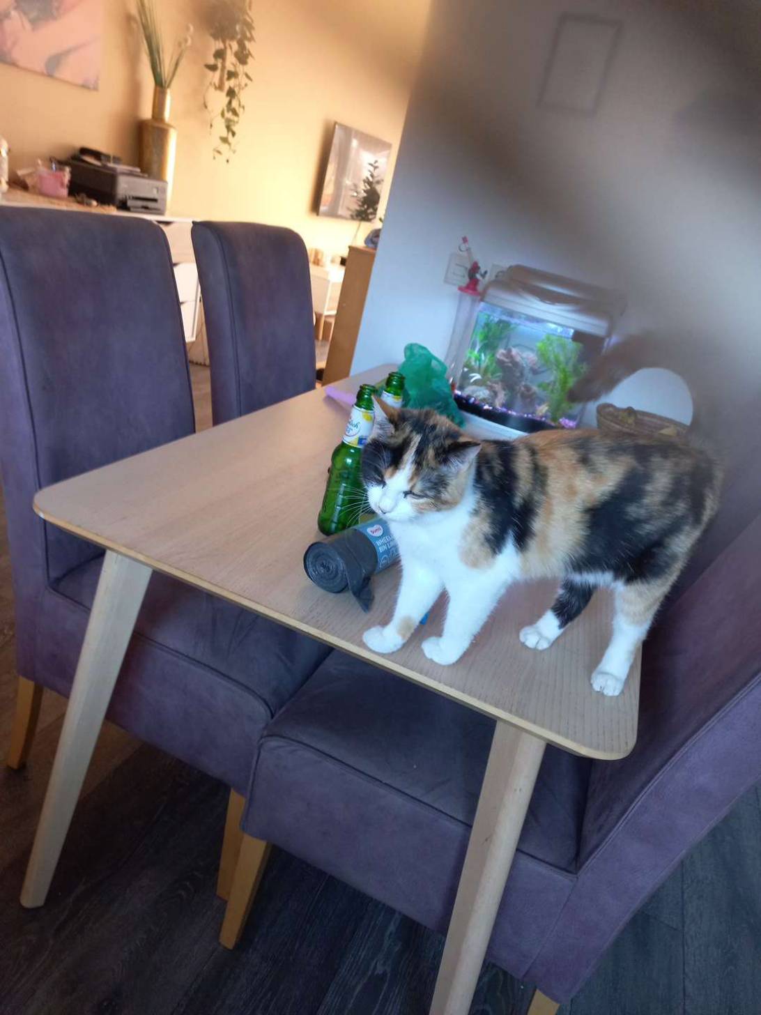 Minnie, a cat found on Chonk Finder