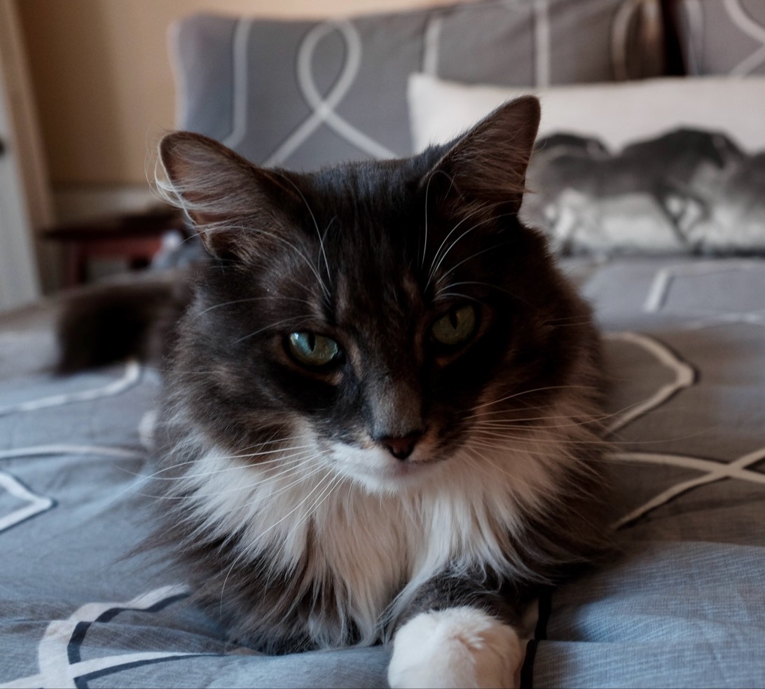 Osiris, a cat found on Chonk Finder