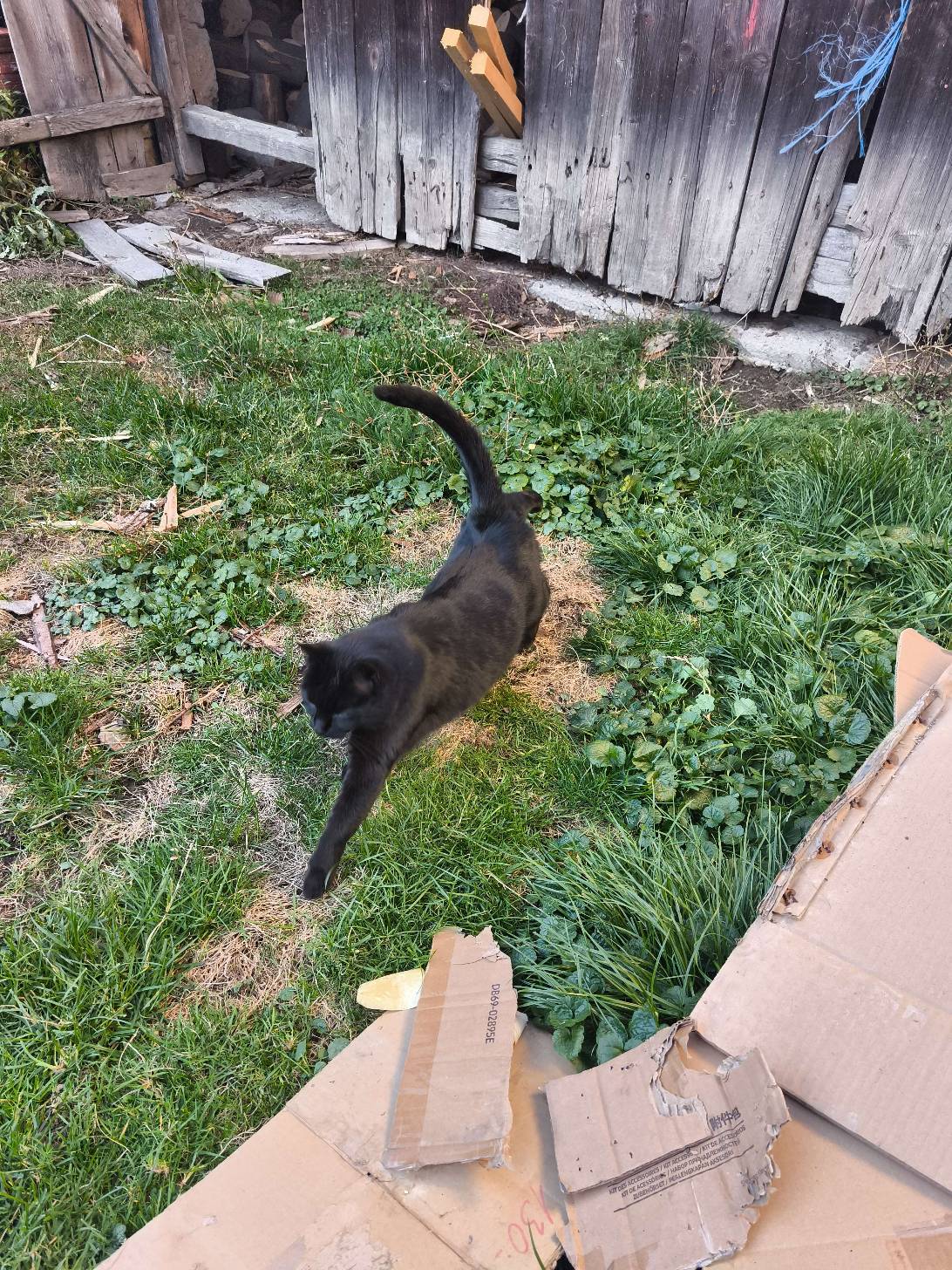 Remy, a cat found on Chonk Finder