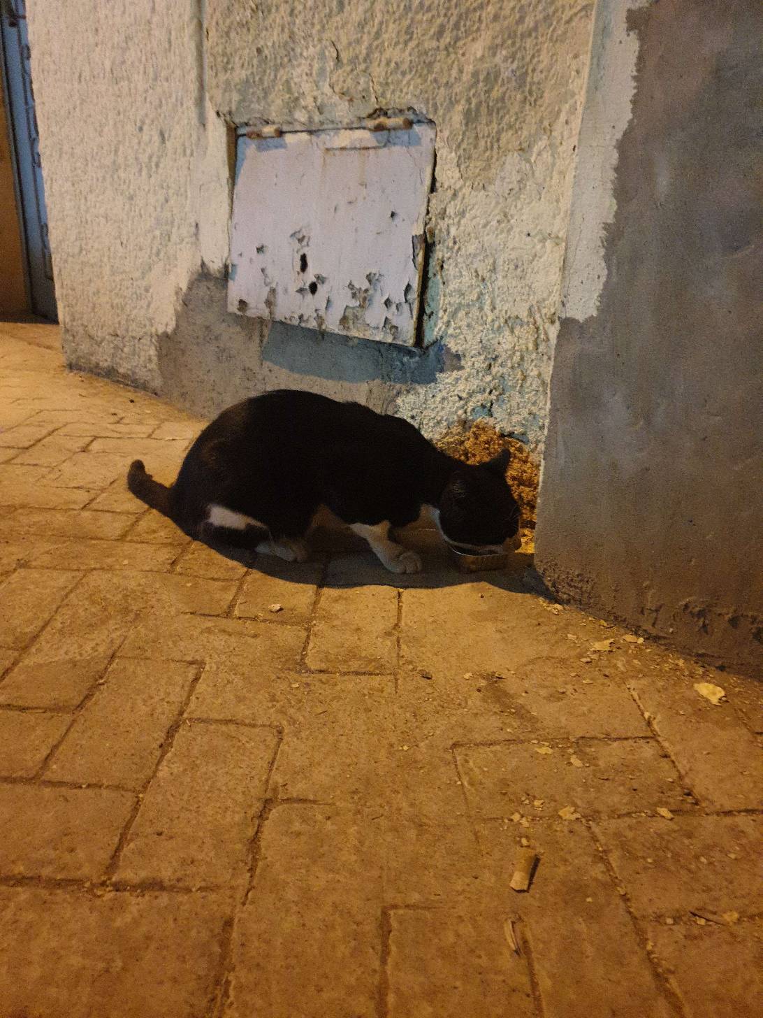 ازعر, a cat found on Chonk Finder