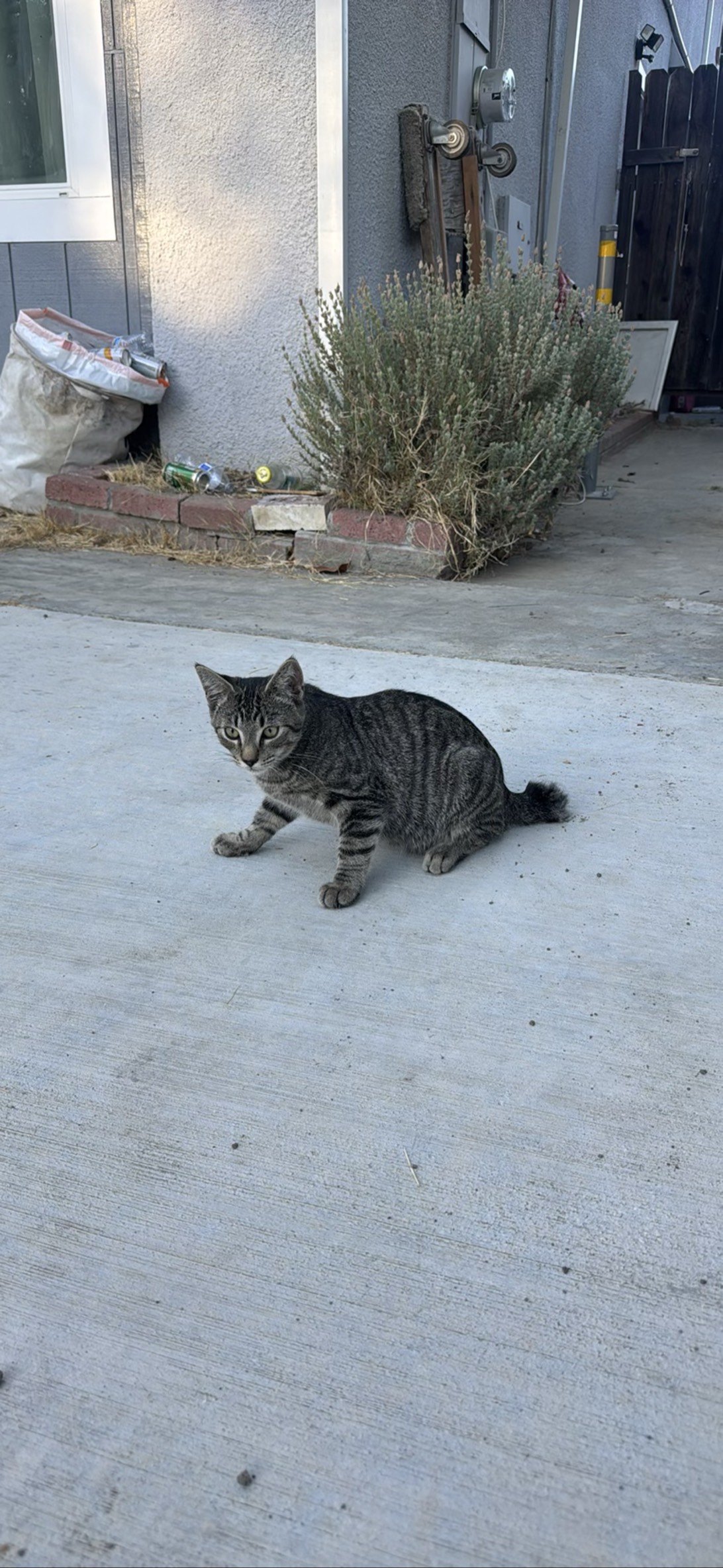 RIP sibling1, a cat found on Chonk Finder
