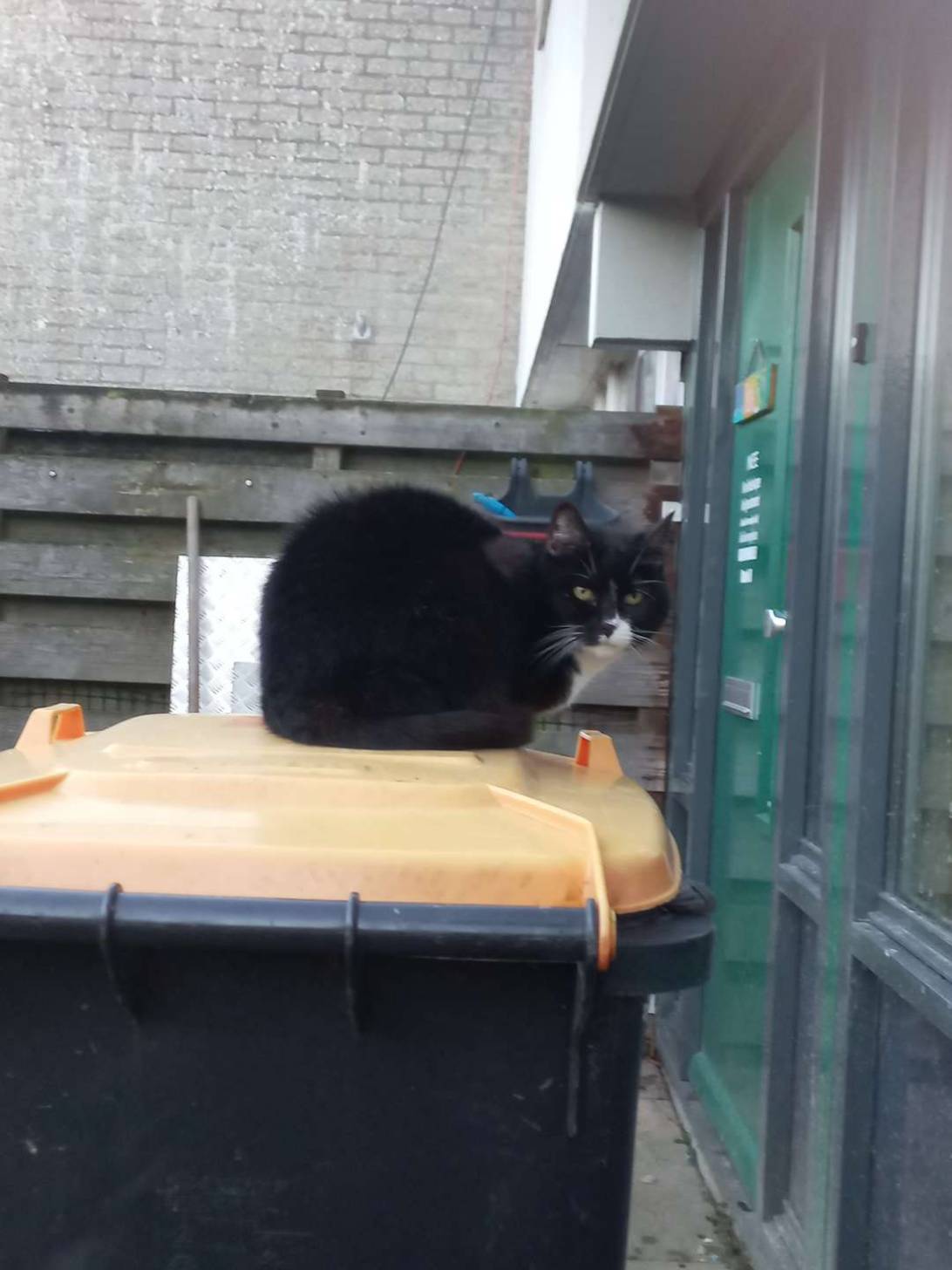 Buurvrouw, a cat found on Chonk Finder