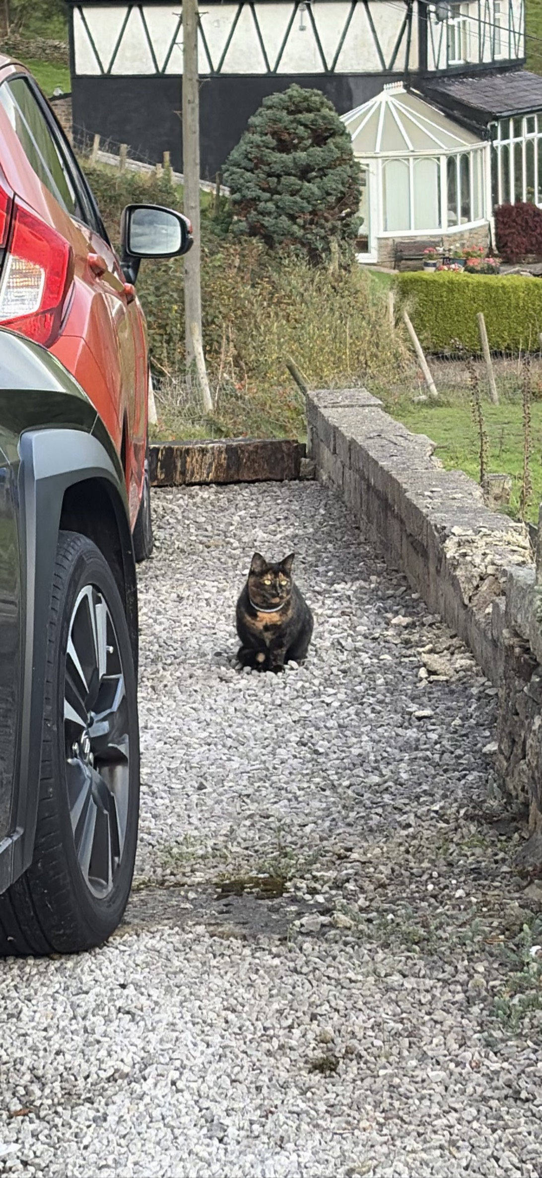 King, a cat found on Chonk Finder