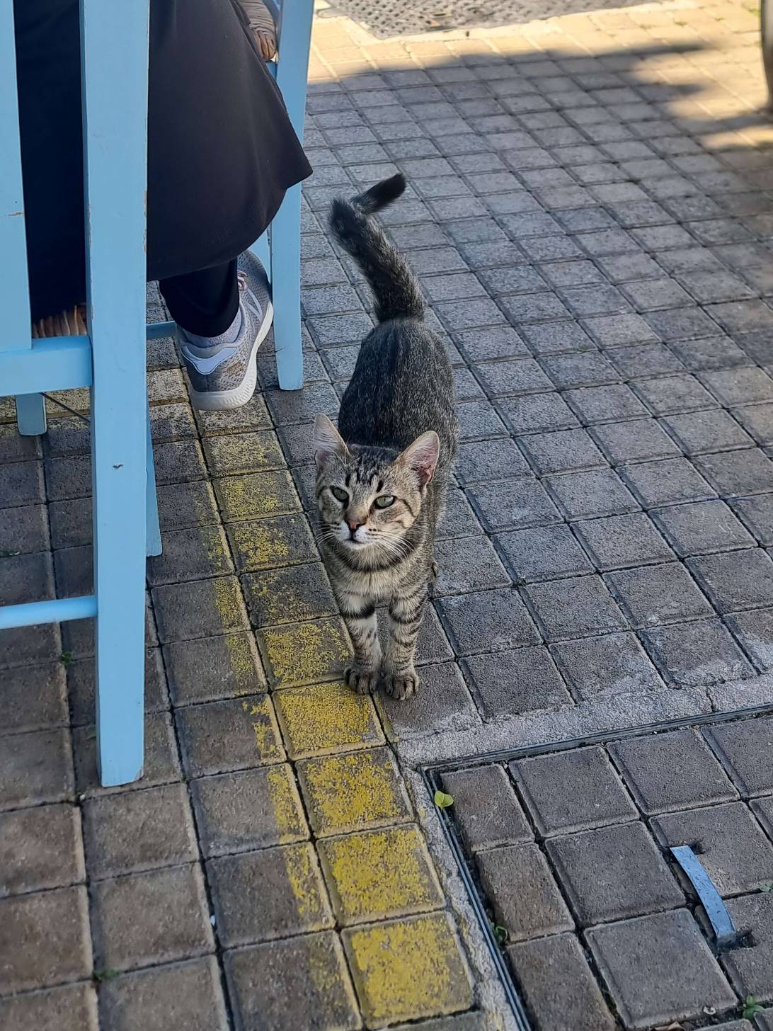 Roulis, a cat found on Chonk Finder