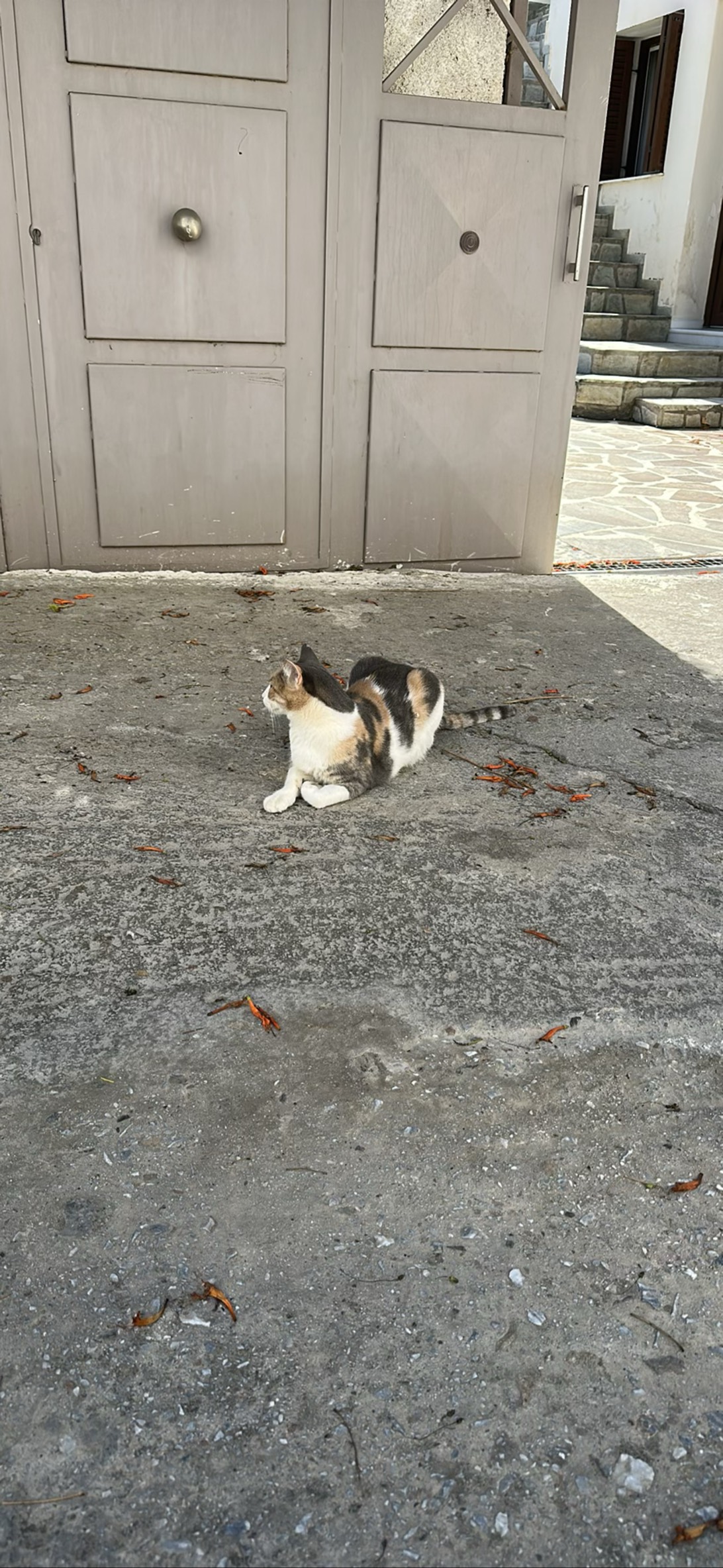 Daphne, a cat found on Chonk Finder
