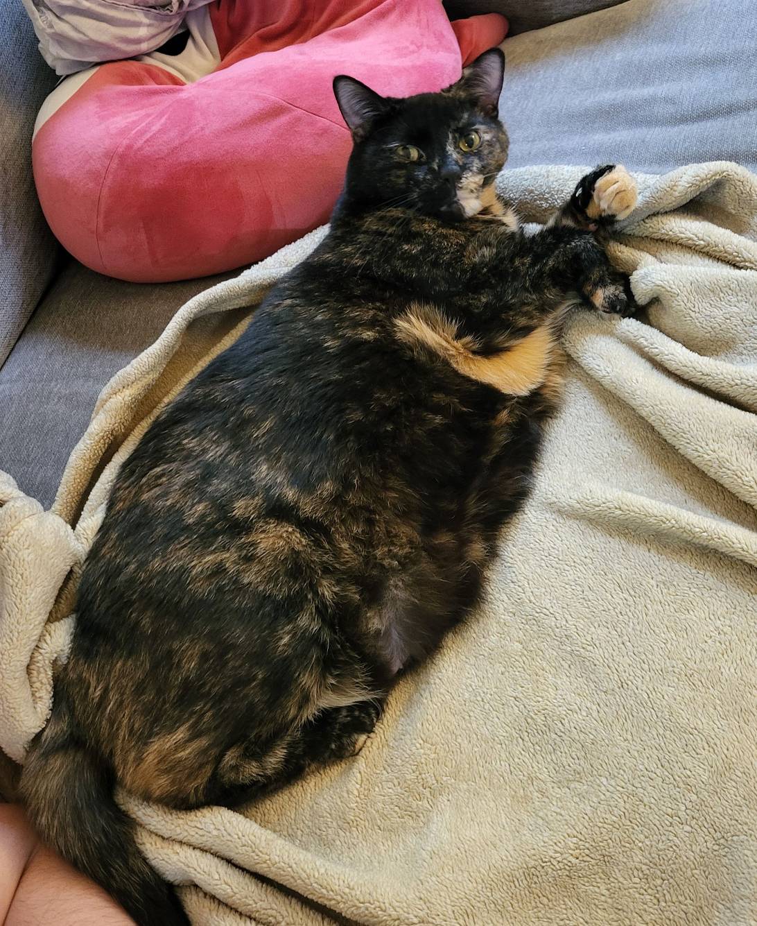 Pepper, Van Wert