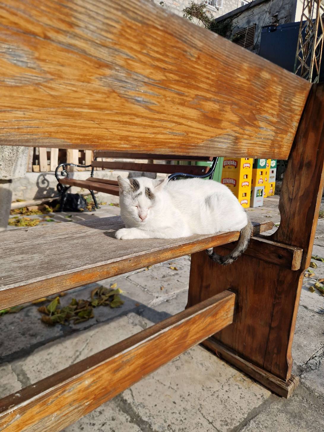Balthazar, a cat found on Chonk Finder
