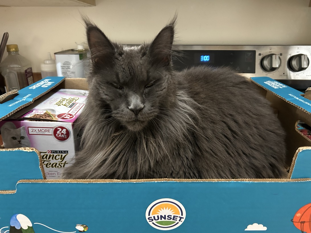 Madame Whiskers, a cat found on Chonk Finder