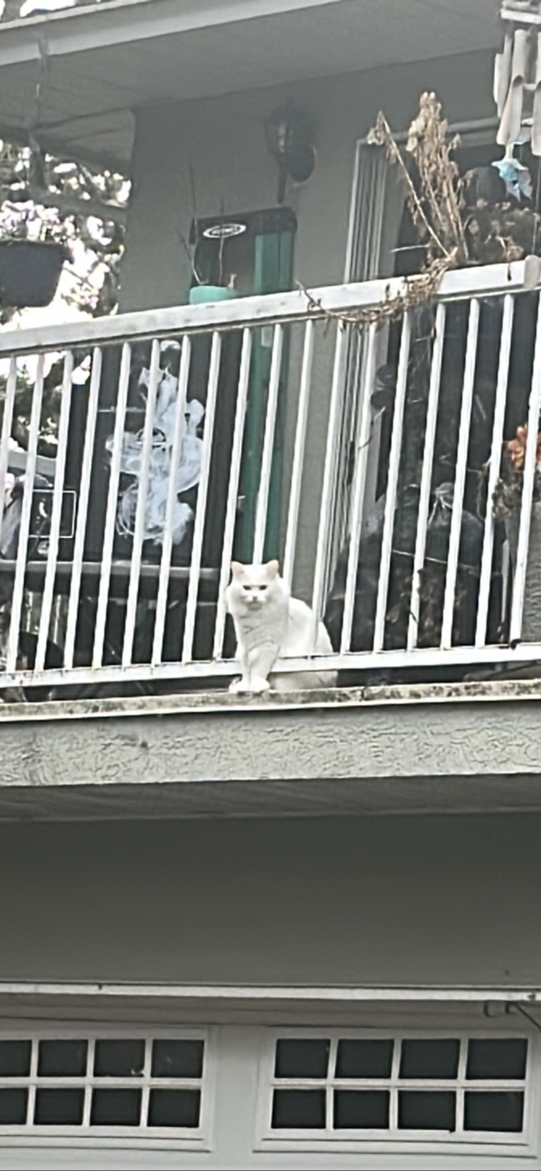 Garrison, a cat found on Chonk Finder