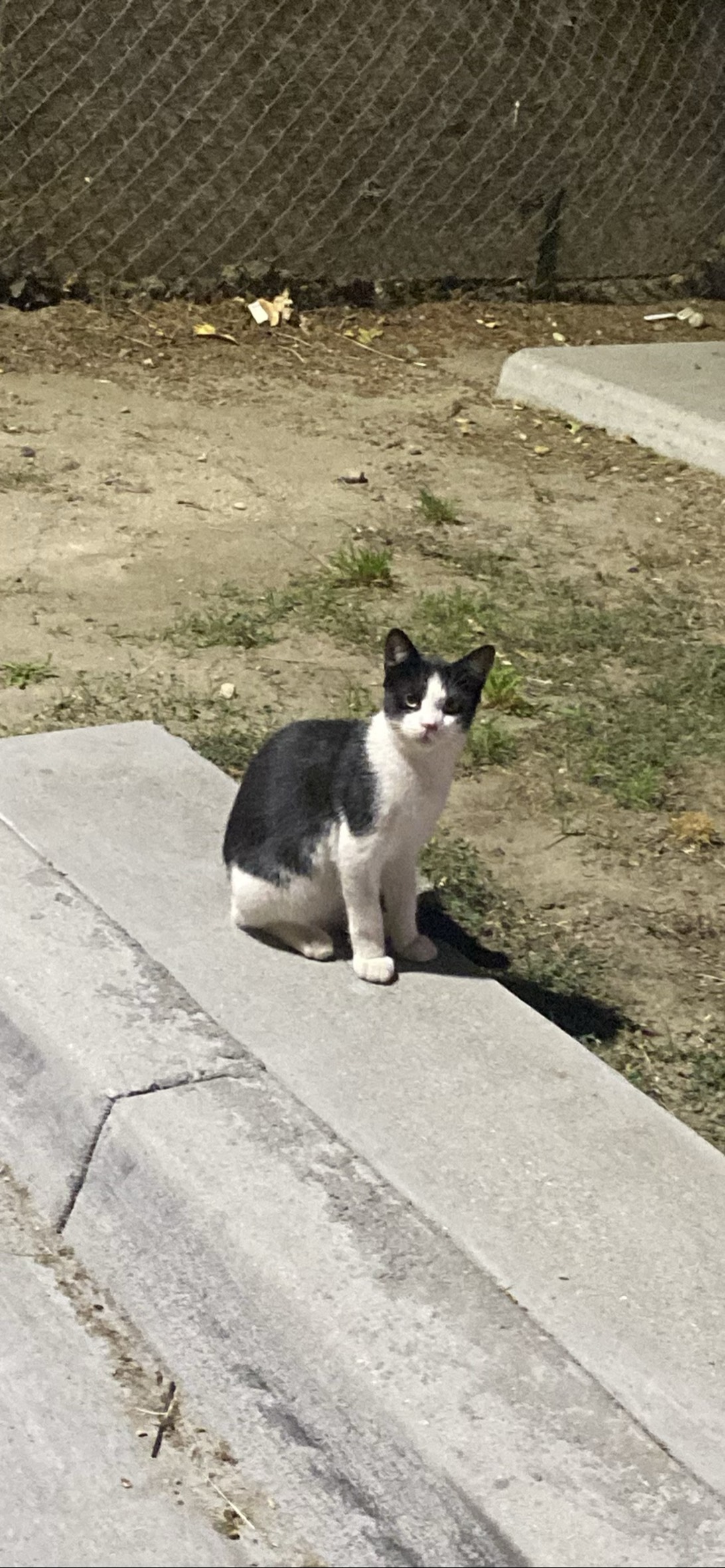 Clint, a cat found on Chonk Finder