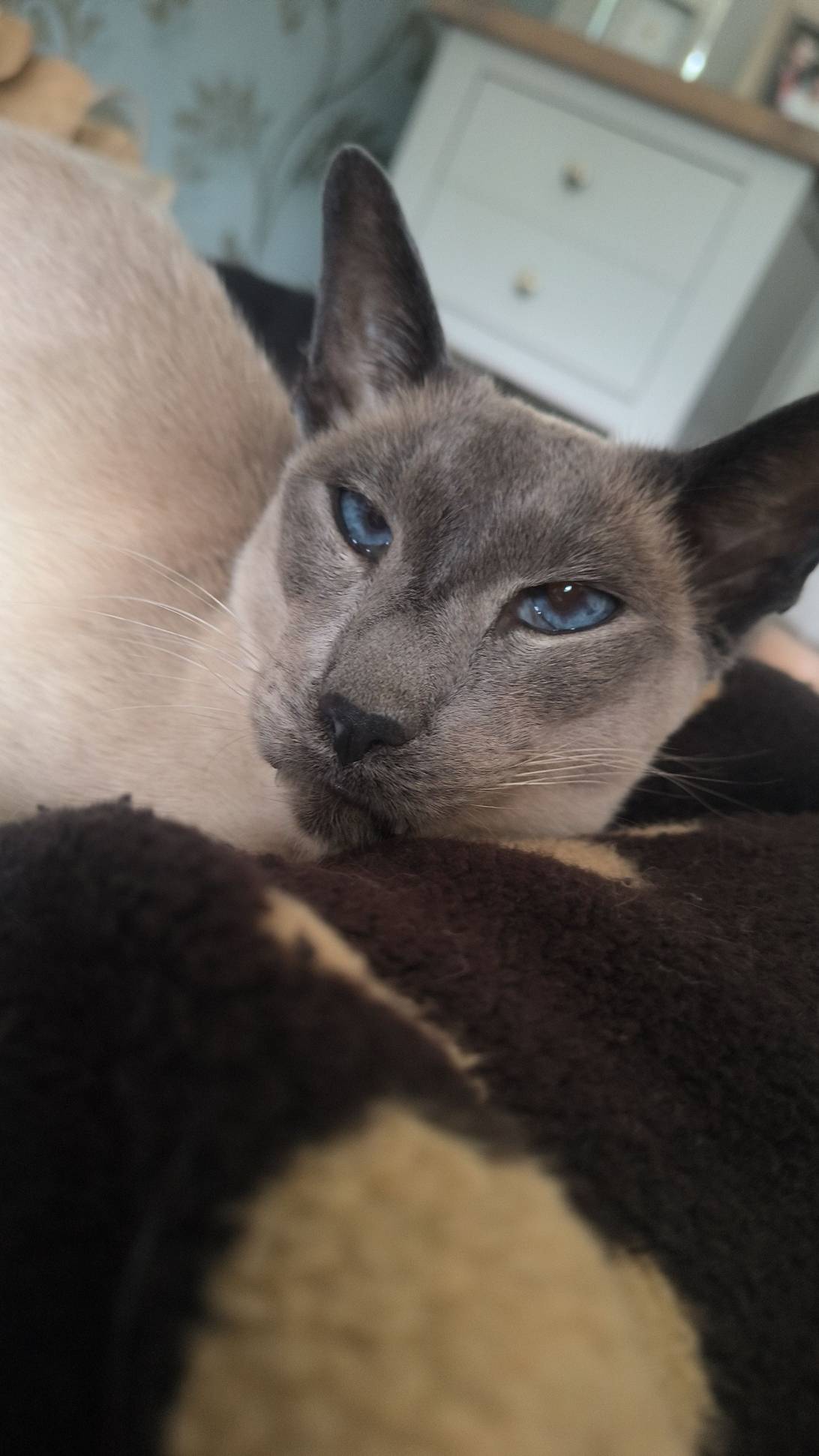 Luella, a cat found on Chonk Finder