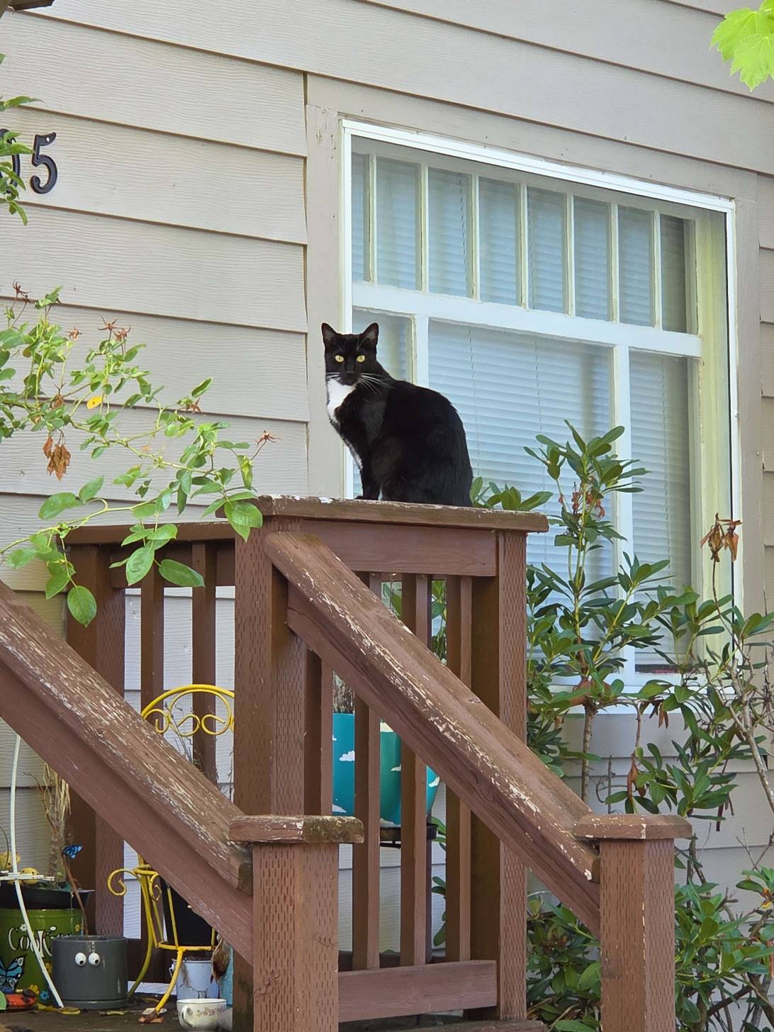 Benson, a cat found on Chonk Finder