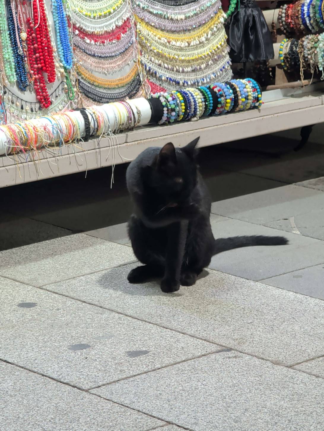 Bazaar, a cat found on Chonk Finder