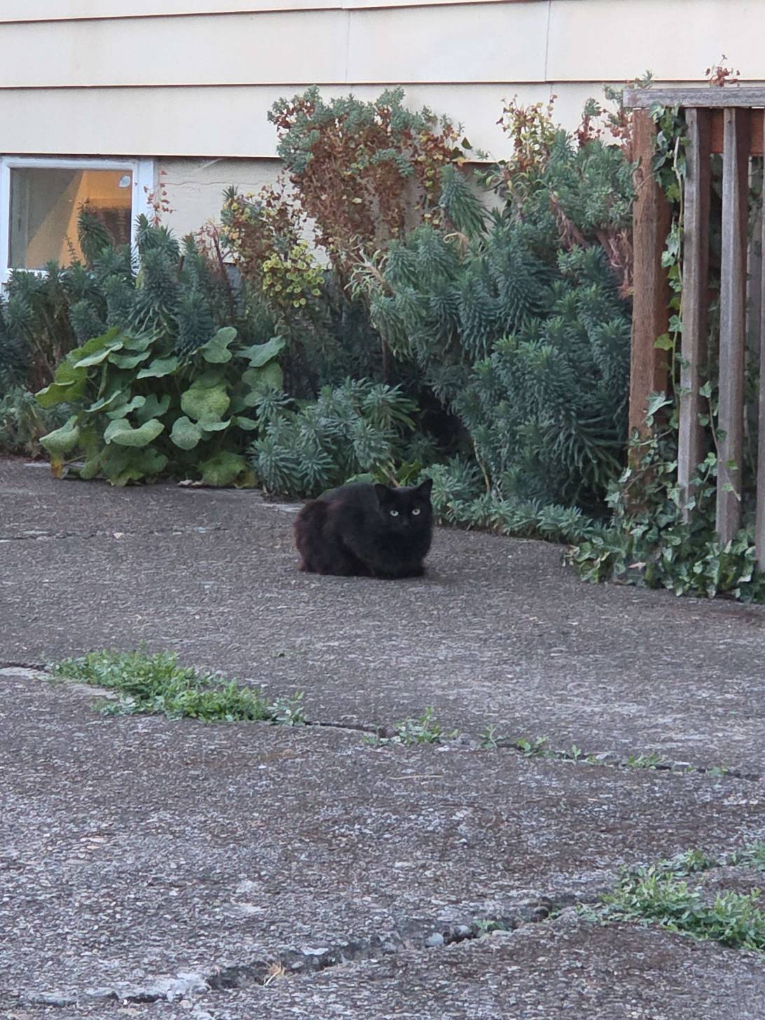 Obsidian, a cat found on Chonk Finder