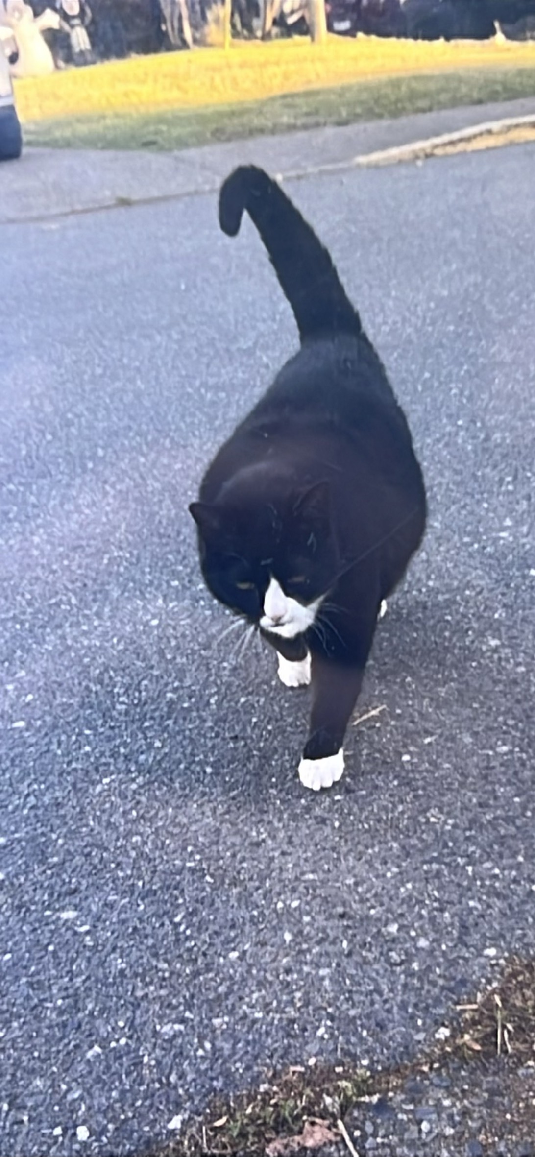 Bandit, a cat found on Chonk Finder