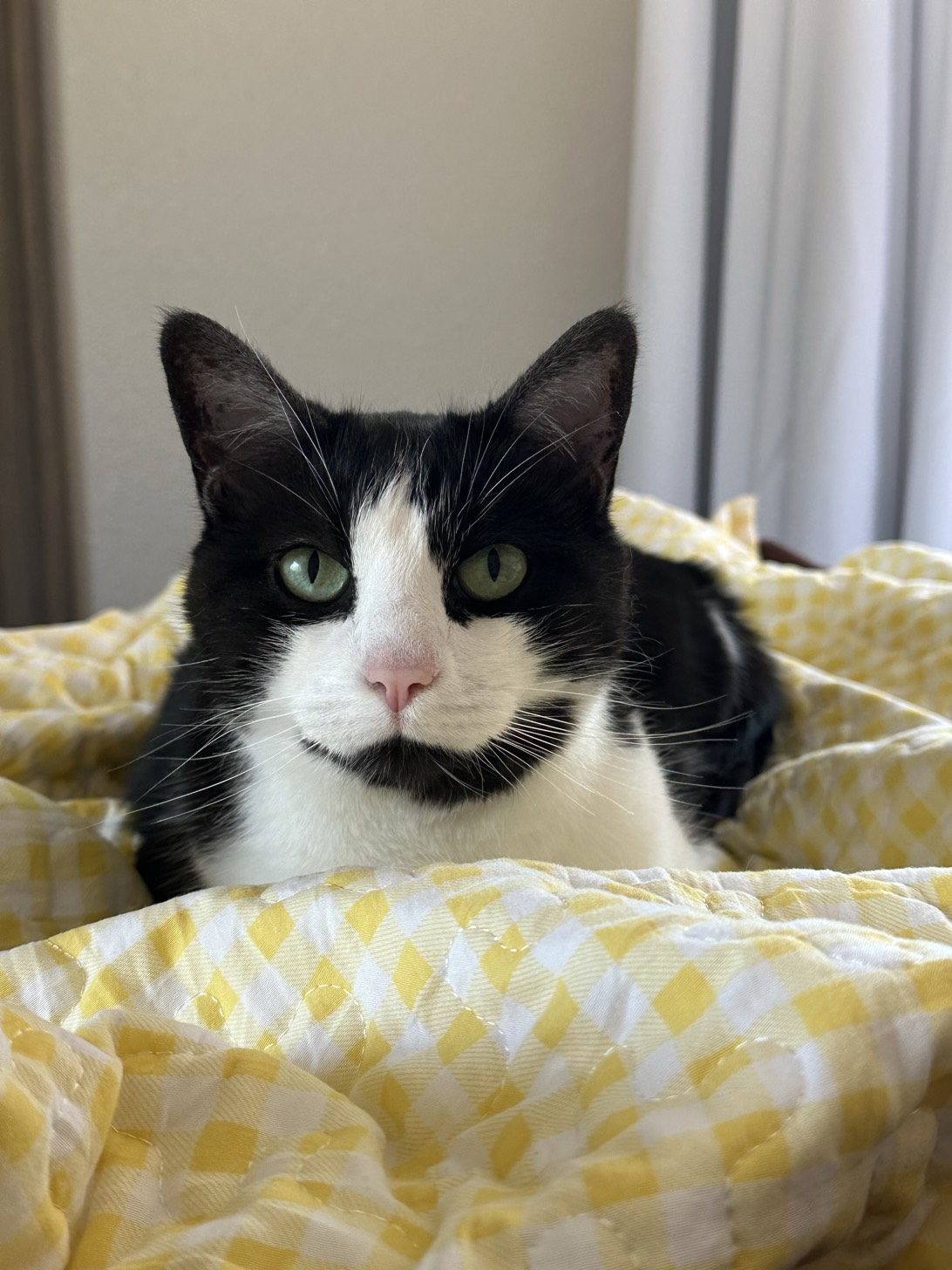 Lucy, a cat found on Chonk Finder