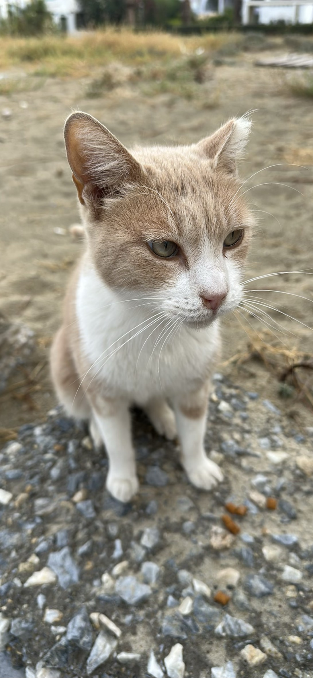 Duplicat#2, a cat found on Chonk Finder