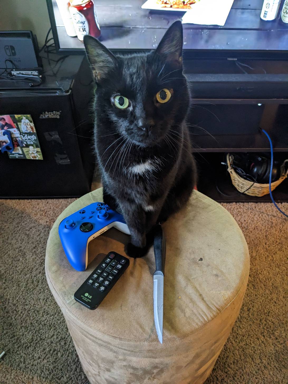 Bruce, a cat found on Chonk Finder