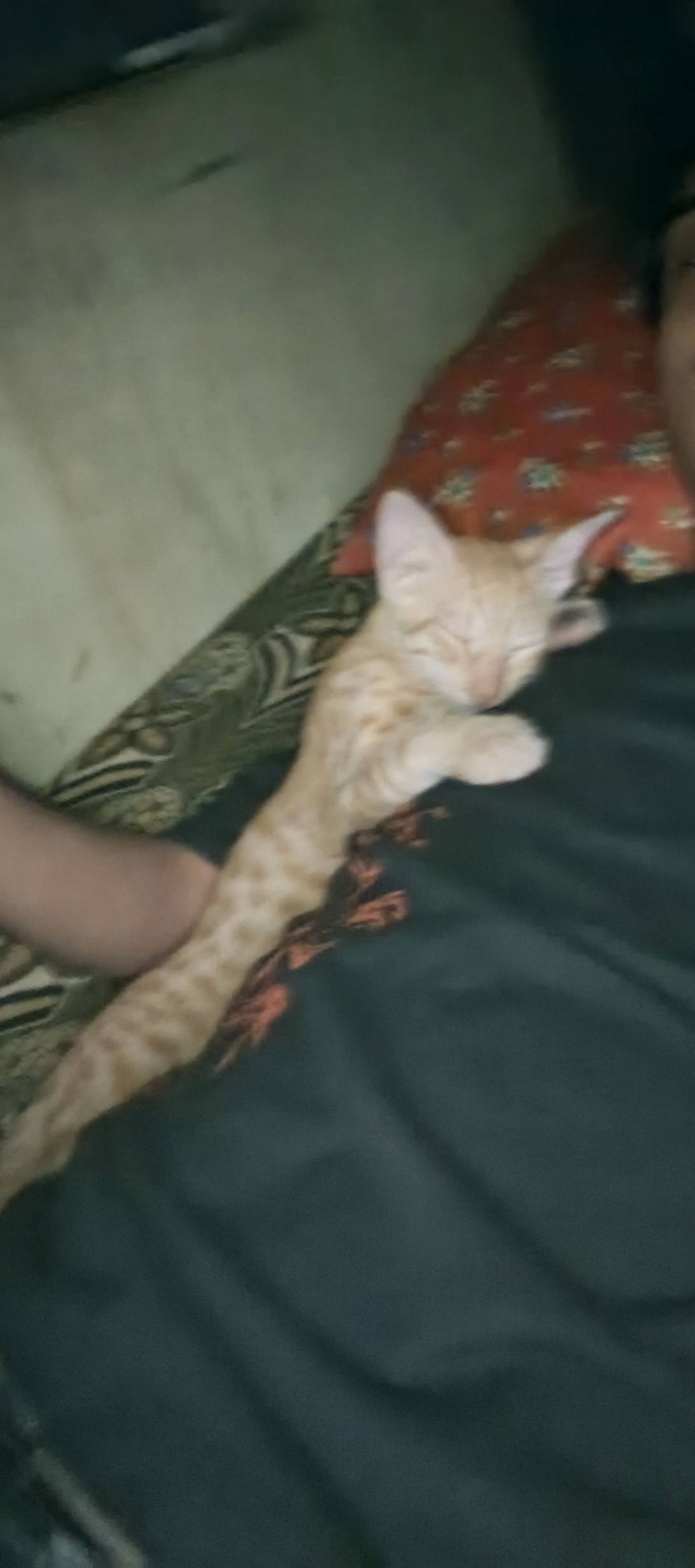Orange, a cat found on Chonk Finder