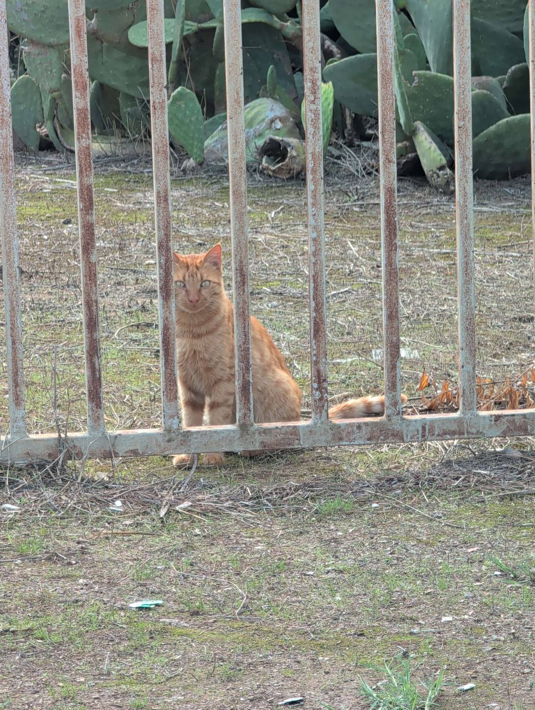 Cisco, a cat found on Chonk Finder