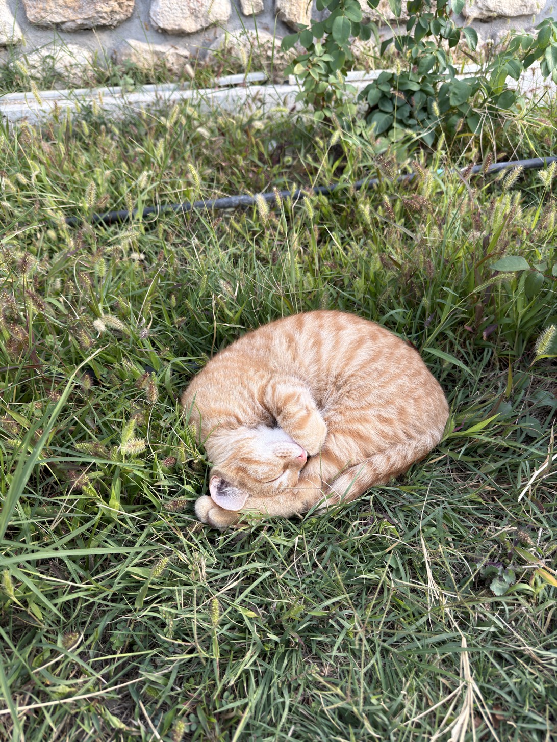 Cinnamon bun, a cat found on Chonk Finder