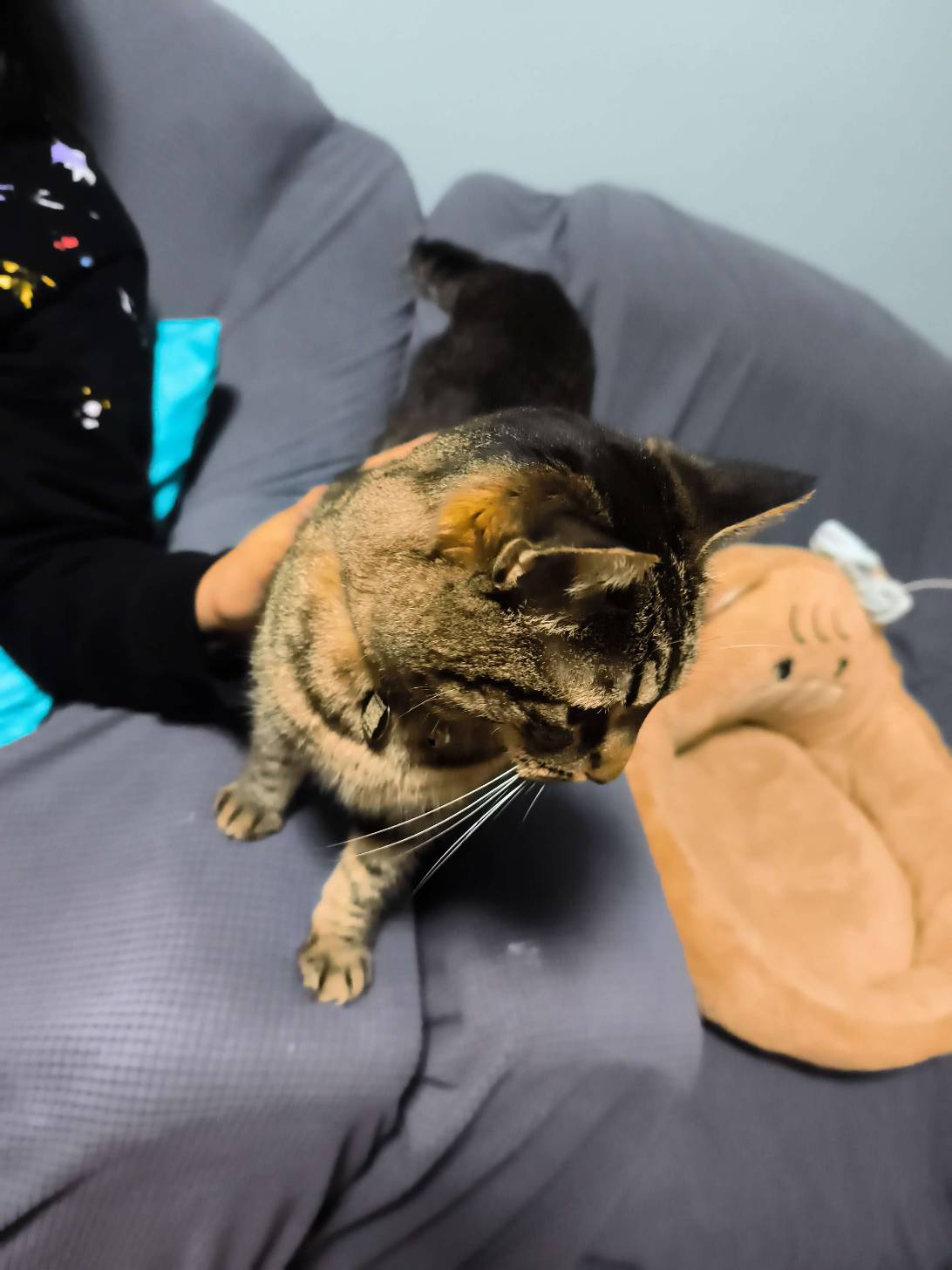 Mei mei, a cat found on Chonk Finder