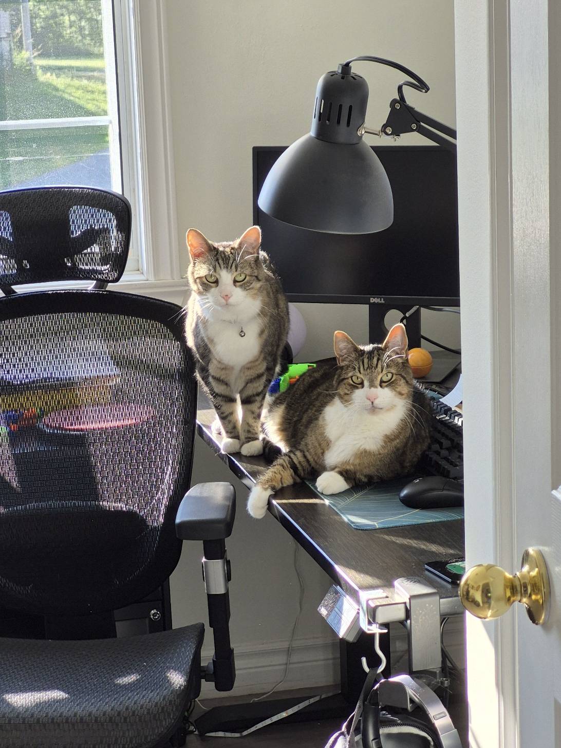 Mickey and Michael, Halifax