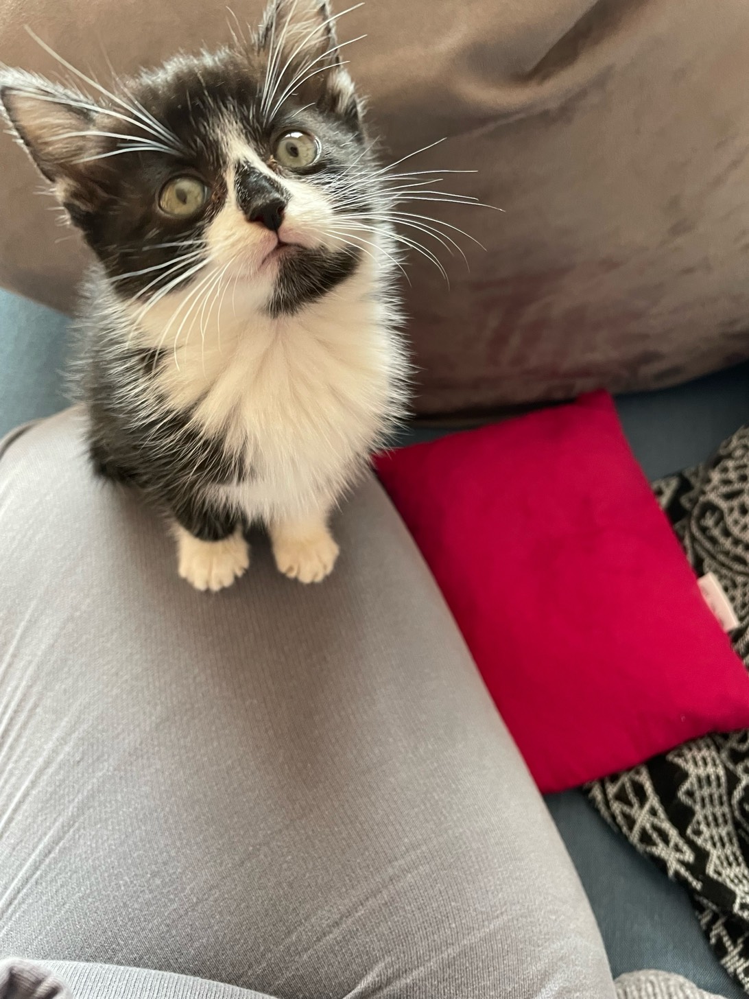 Moon, a cat found on Chonk Finder
