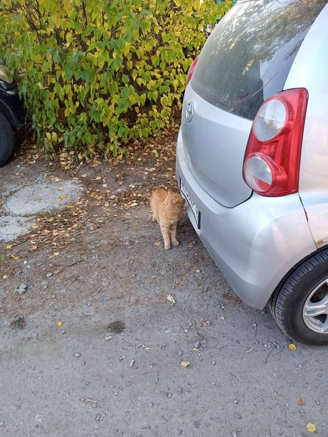 Рыжик, a cat found on Chonk Finder